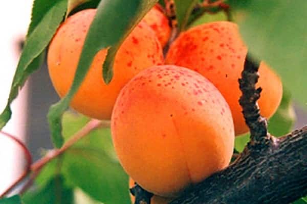frutos amarillos