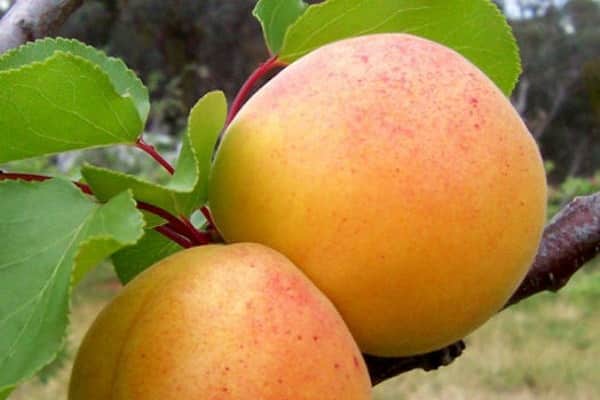 frukt ruttna