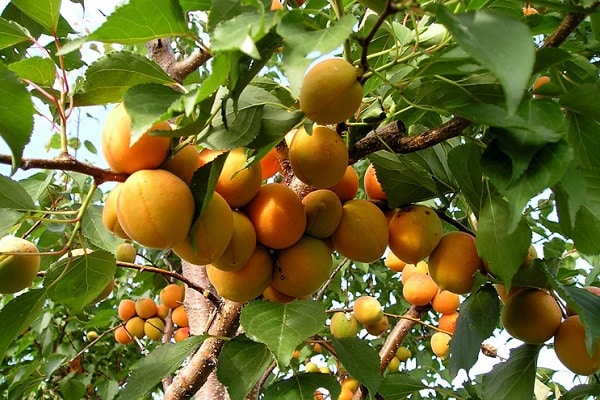 frukt smak