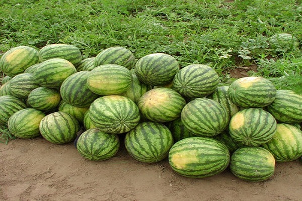 حصاد
