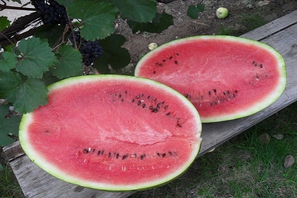 جودة النبات