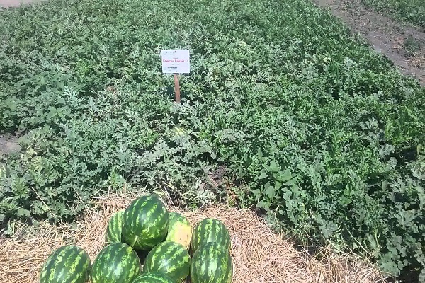 التربة المغذية