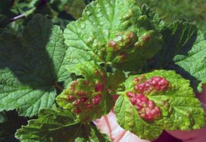 Que faire si des taches rouges apparaissent sur les feuilles de raisin, comment traiter et comment traiter