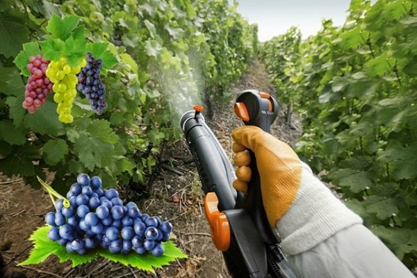 прерада бобица