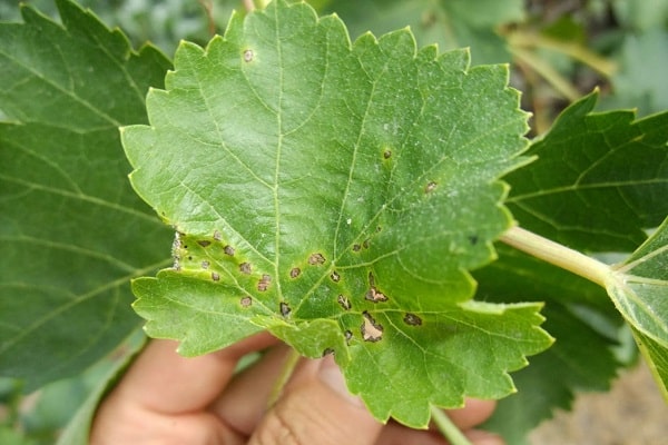 choroba winogron
