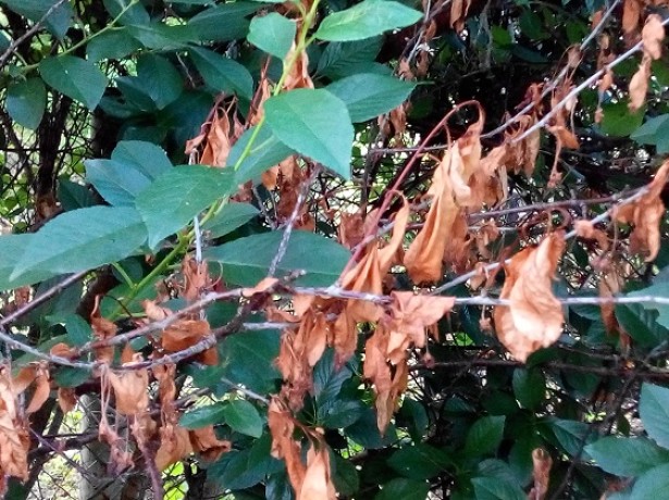 Cherry Moniliosis