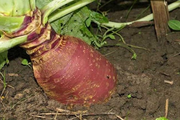 φροντίδα για rutabaga