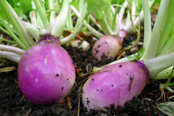 ποικιλίες rutabaga