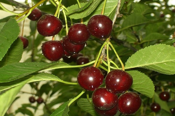 tamsios uogos