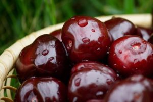 Opis odmian czeremchy Morel, Rossoshanskaya i Shokoladnitsa, sadzenie i pielęgnacja