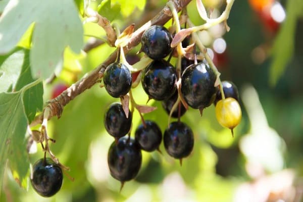 black currant