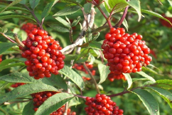 elderberry