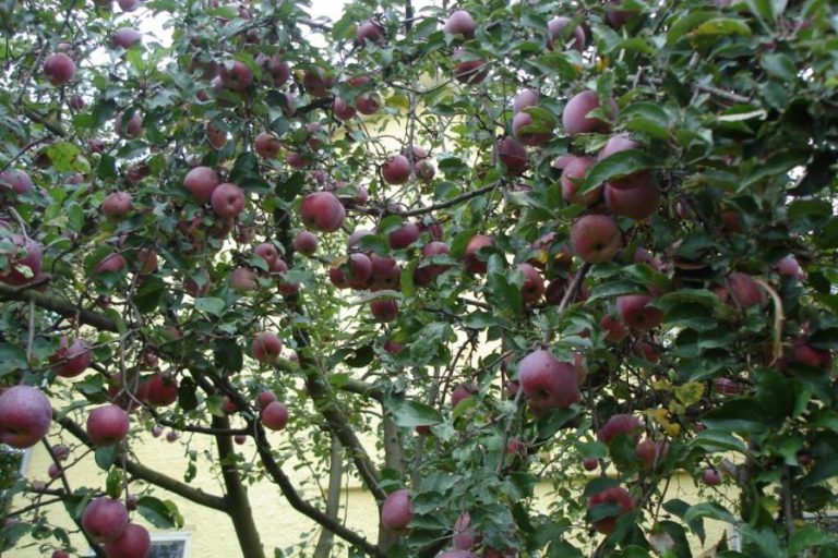 Pinova apple variety