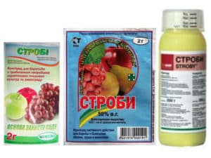Instructions for the use of the fungicide Strobi for the treatment of grapes and the waiting period