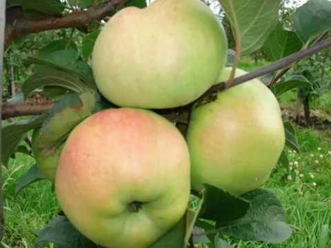 بطل شجرة التفاح