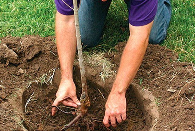plantning abrikos