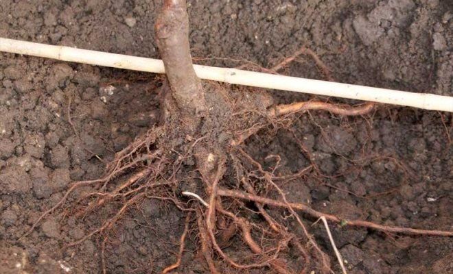 Kirschsediment