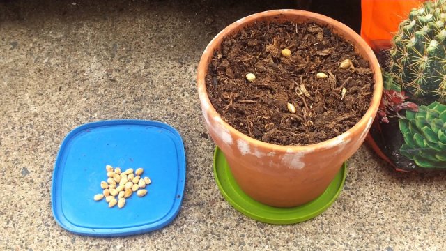 planting bones