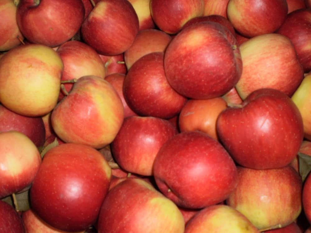Pinova apple variety