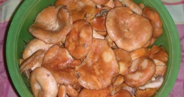 Pilze