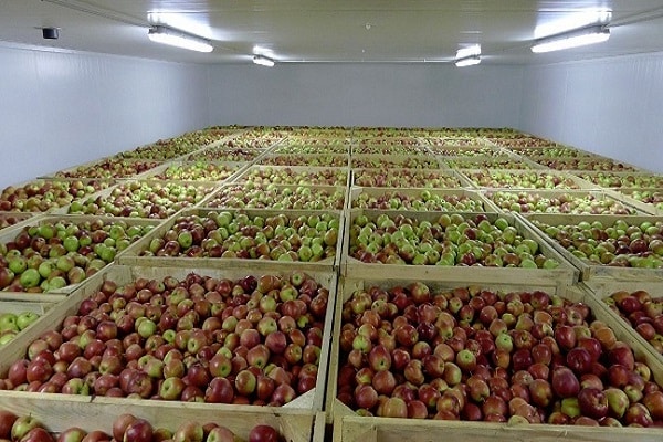 summer varieties