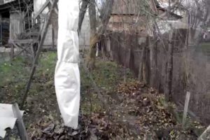 Како припремити марелице за зиму у различитим регионима и материјале за склониште