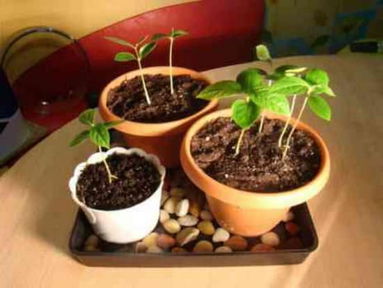cherry sprouts