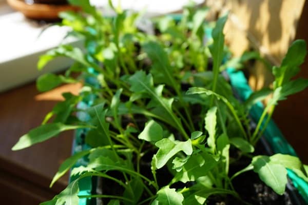 roquette en hiver