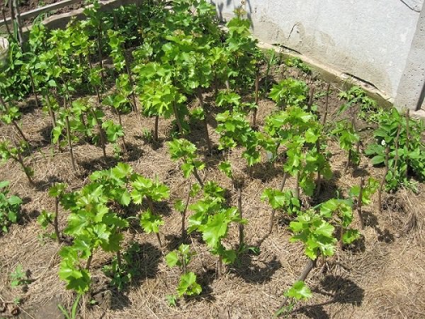 plantando uvas