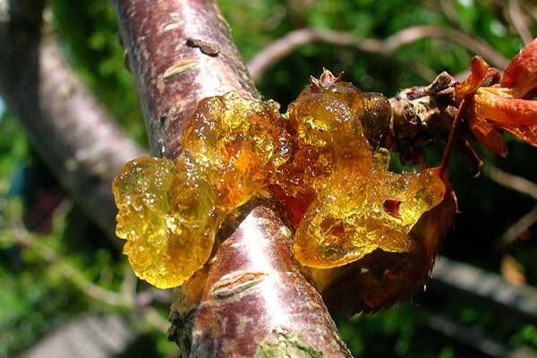 körsbärsblommagummi