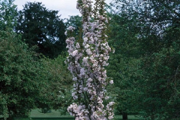 Frühlingsblüte
