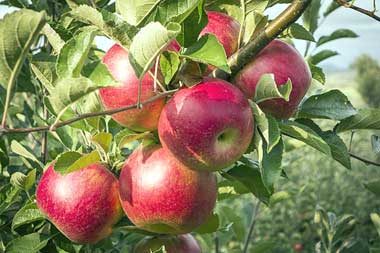 Prima-Äpfel