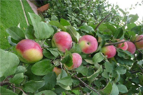 apple variety