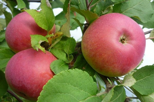 apples on a branch