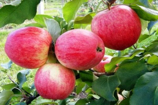apples marat