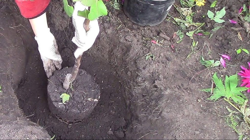 plantera ett äppelträd