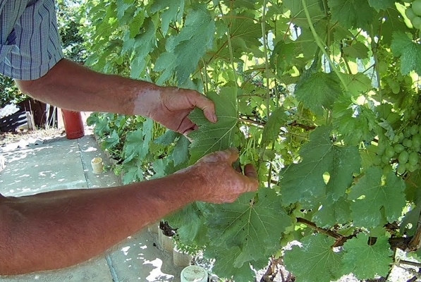 processamento de uva