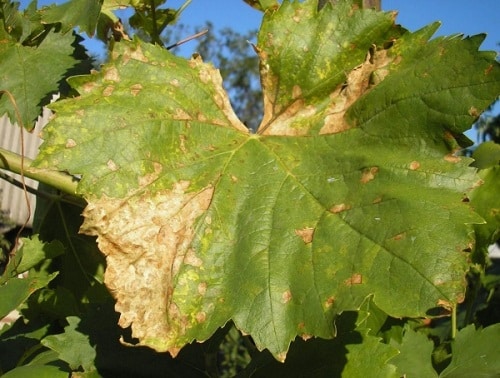 Weinlaub trocknet aus