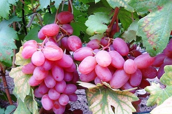 bayas rosadas