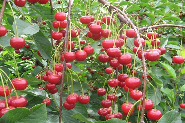 viele Beeren