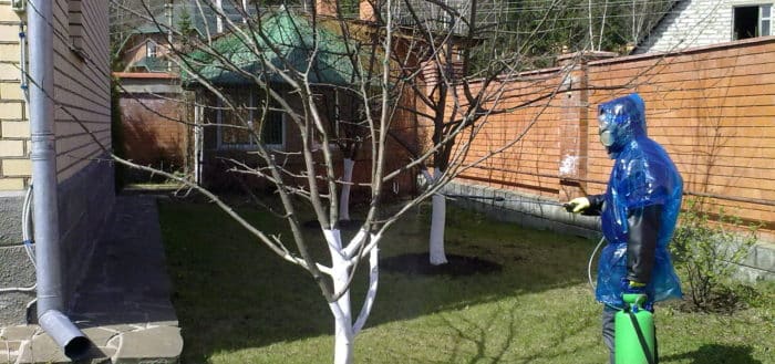  rociar la copa de un árbol