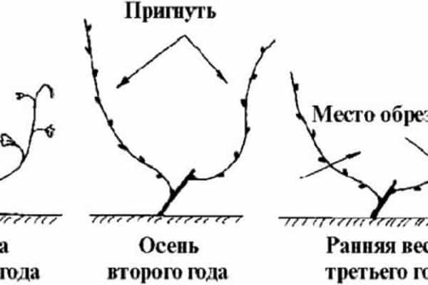 уобичајене шеме