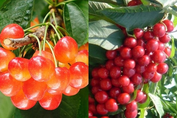 cherry sabrina