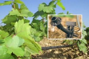 Како правилно залијевати грожђе током зрења и време поступка током лета