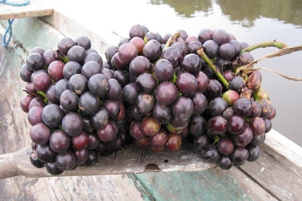 fresh grapes