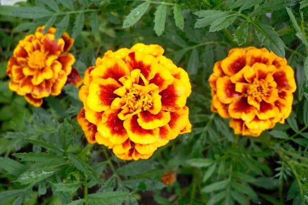 yellow flowers