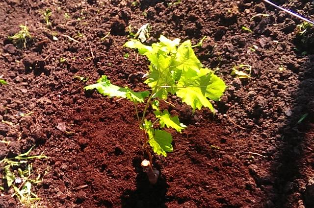plantar uvas