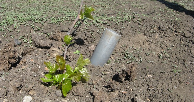Cépage Zinfandel