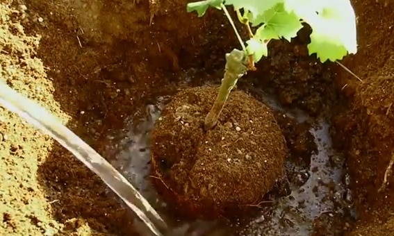 watering grapes