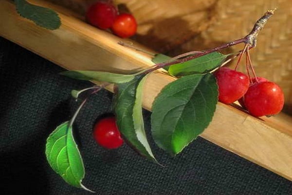 φύτευση και φροντίδα
